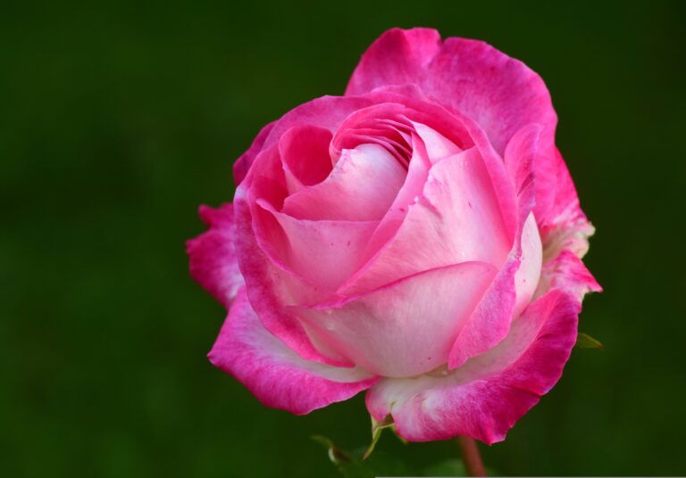 The Bloom of Life