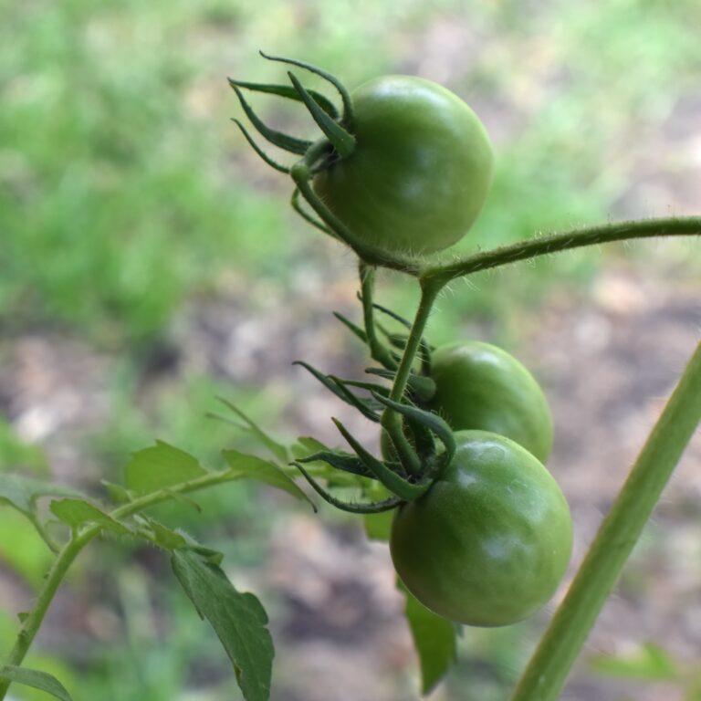 On the Vine